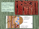 По судинам і трахеїдам вода і розчинені в ній мінеральні солі рухаються від коренів до надземних частин рослини. Судини і трахеїди, крім провідної, забезпечують ще й опорну функцію. клітини паренхіми. судини продих клітина продиху. повітряні проміжки. молекула води. клітинна стінка судини. прилипанн