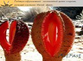 Гиднора африканская - насекомоядный цветок и паразит, растущий в пустынях Южной Африки..  