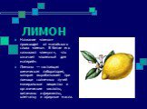 ЛИМОН. Название «лимон» происходит от малайского слова «лемо». В Китае его называют «лимунг», что означает «полезный для матерей». Лимоны — настоящая химическая лаборатория, которая выраба­тывает при помощи солнечных лучей минеральные вещества и органические кислоты, витамины и ферменты, клетчатку и