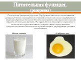 Питательная функция. (резервная). Питательная (резервная) функция. Эту функцию выполняют так называемые резервные белки, являющиеся источниками питания для плода, например белки яйца (овальбумины). Основной белок молока (казеин) также выполняет главным образом питательную функцию. Ряд других белков 