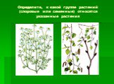 Определите, к какой группе растений (споровые или семенные) относятся указанные растения