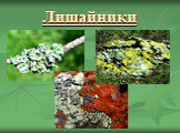 Лишайники