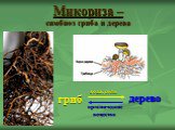Микориза – симбиоз гриба и дерева. гриб дерево вода, соли. органические вещества