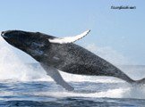 Раффлезия Голубой кит