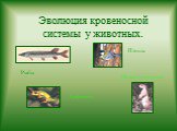 Эволюция кровеносной системы у животных. Рыбы Амфибии Птицы Млекопитающие