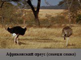 Африканский страус (самец и самка)