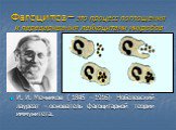 Фагоцитоз – это процесс поглощения и переваривания лейкоцитами микробов. И. И. Мечников ( 1845 – 1916)- Нобелевский лауреат – основатель фагоцитарной теории иммунитета.