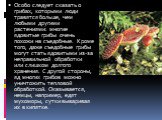 Особо следует сказать о грибах, которыми люди травятся больше, чем любыми другими растениями: многие ядовитые грибы очень похожи на съедобные. Кроме того, даже съедобные грибы могут стать ядовитыми из-за неправильной обработки или слишком долгого хранения. С другой стороны, яд многих грибов можно ун