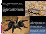 Больше всего ядовитых видов среди паукообразных — это пауки, скорпионы и фаланги. Все они активные охотники, и яд для них — жизненная необходимость. Некоторые пауки вырабатывают очень сильные яды. Например, яд маленького каракурта — латротоксин — может убить лошадь. . Устрашающего вида тарантул мене