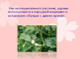 Как галлюциногенное растение, дурман использовался в народной медицине и колдовских обрядах с давних времён.