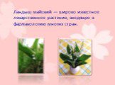 Ландыш майский — широко известное лекарственное растение, входящее в фармакологию многих стран.