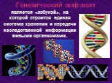 Генетический алфавит. является «азбукой», на которой строится единая система хранения и передачи наследственной информации живыми организмами.