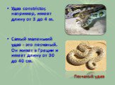 Удав constrictor, например, имеет длину от 3 до 4 м. Самый маленький удав - это песчаный. Он живет в Греции и имеет длину от 30 до 40 см. Песчаный удав