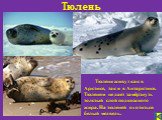 Тюлени живут как в Арктике, так и в Антарктике. Тюленям не дает замёрзнуть толстый слой подкожного жира. На тюленей охотиться белый медведь.