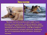 Человек Арктике нанес большой ущерб. Стали редкими такие животные, как белый медведь, морж, они внесены в Красную книгу России. Стали редкими некоторые виды промысловых рыб. Воды северных морей загрязняются мусором, вредными веществами. Это плохо отражается на экологическом состоянии Арктики.