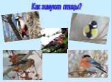Как зимуют птицы?