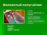 Волнистый попугайчик. самые распространенные в неволе группа травяных (плоскохвостых) родом из Австралии кочуют. Зеркало создает - эффект группы