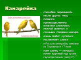 способна перенимать песни других птиц питается преимущественно мелкими семенами, нежной зеленью и сочными плодами инжира очень любит купаться насиживает самка в Россию канарейку завезли из Германии в 17 веке поет самец — кенар(ь) почти круглый год кроме периода линьки (август)