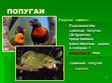 Подсемейство совиные попугаи (Strigopinae) представлено единственным родом, в котором 1 реликтовый вид: совиный попугай какапо. Радужные лорикеты