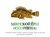МОРСКОЙ ЁРШ (СКОРПЕНА). Эта рыбка похожа на ёжике, такая она колючая. Живет на дне моря среди камней и водорослей.