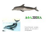 АФАЛИНА. Самый большой дельфин – афалина. Он выступает в дельфинариях