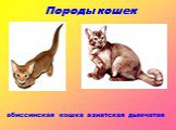 Породы кошек. абиссинская кошка. азиатская дымчатая. Породы кошек абиссинская кошка азиатская дымчатая