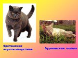 британская короткошерстная. бурманская кошка. британская короткошерстная бурманская кошка