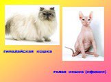 гималайская кошка. голая кошка (сфинкс). гималайская кошка голая кошка (сфинкс)