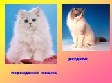 персидская кошка регдолл. персидская кошка регдолл