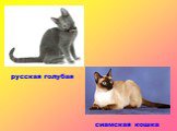 русская голубая сиамская кошка. русская голубая сиамская кошка
