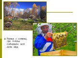 Рамка с сотами, где пчёлы собирали всё лето мёд