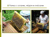 Рамка с сотами, мёдом и пчёлами