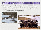 На севере России, на Таймырском полуострове, большой участок тундры в 1979 году взят под охрану. Таймырский заповедник