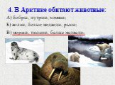4. В Арктике обитают животные: А) бобры, нутрии, хомяки; Б) волки, белые медведи, рыси; В) моржи, тюлени, белые медведи;