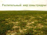 Растительный мир зоны тундры. Фунин Сергей Геннадьевич, 2010 год