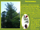 Лиственница - наиболее распространён – ная порода деревьев в Восточной Сибири. Высота – до 35 метров. Живёт 400 – 500 лет. Это очень холодостойкое дерево. Сбросив на зиму мягкую, нежную, светло – зелёную хвою, лиственница может перенести мороз в - 60 градусов. У лиственницы, так же как у ели, корни 