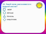 10. Какой орган располагается в грудной клетке? мозг лёгкие печень кишечник