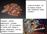 Удав не ядовит, но не менее опасен, чем ядовитые змеи. Почему? Пиранья, рыбка-невеличка, длиной всего 25 – 30 см держит в страхе всё живое в водах Амазонки. Как вы думаете почему?