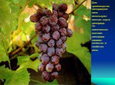 Для производства виноградного вина используют винные сорта винограда. От химического состава винограда зависит качество и свойства вина.