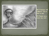 36) С помощью 4В добавьте тени от носа на мех.­ 37) Рисуем мех у кошки под шеей.