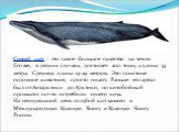 Синий кит - это самое большое существо на земле. Его вес, в редких случаях, достигает 200 тонн, а длина 33 метра. Средняя длина 23-29 метров. Это поистине огромное животное, просто гигант. Раньше его ареал был от Антарктики до Арктики, но китобойный промысел почти истребили синего кита. На сегодняшн