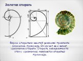 Форма спирально завитой раковины привлекла внимание Архимеда. Он изучал ее и вывел уравнение спирали. Спираль, вычерченная по этому уравнению, называется спиралью Архимеда. Золотая спираль
