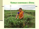 Чайные плантации в Индии.