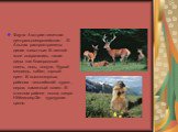 Фауна Австрии типичная центральноевропейская. В Альпах распространены дикие животные. В лесной зоне сохранились такие виды как благородный олень, лось, косуля, бурый медведь, кабан, горный орел. В высокогорных районах –альпийский сурок , серна, каменный козел . В степном районе окола озера Нёйзидлер