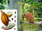 Какао. Родиной какао являются тропические леса Амазонки, но в настоящее время оно возделывается во всех тропических странах, лежащих между 20º северной и южной широты. Листья тонкие, вечнозелёные, продолговато-эллиптические. Цветы небольшие, розовато-белые, выступающие прямо из коры и крупных ветвей