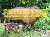 Тапиры — плотно сложенные звери с коренастым телом, покрытым коротким, густым, обычно бурым или черным волосом. Высота крупного самца в холке 1,2 м, длина 1,8 м, а масса до 275 кг. Морда, включая верхнюю губу, вытянута в небольшой подвижный хоботок, используемый для обрывания листьев или молодых поб