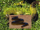 Анаконда. Анаконда (Eunectes murinus), змея семейства удавов. Длина обычно 6—7 (редко до 9 указания на 11 не подтверждаются). Чешуя гладкая, блестящая. Окраска сверху оливково-серая, вдоль спины два ряда больших круглых бурых пятен. Ноздри имеют клапаны. Обитает по берегам рек, озёр и болот в Бразил