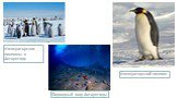 Императорские пингвины в Антарктиде. Подводный мир Антарктиды. Императорский пингвин