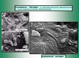 марсианский метеорит. Ископаемые бактерии: а - нитчатые (Монголия, нижний кембрий) б - гантелевидные (Казахстан, нижний кембрий).