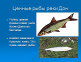 Ценные рыбы реки Дон. Рыбец ценная промысловая рыба Азово-Донского бассейна. Шемая занесена в Красную книгу. Это очень ценная рыба.